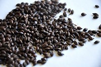 Roasted Barley (British)